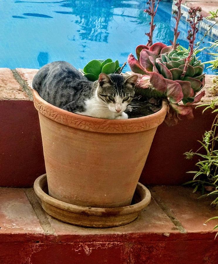 El Molino Estepona Dış mekan fotoğraf