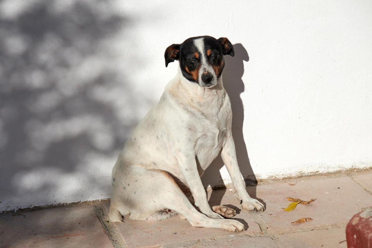 El Molino Estepona Dış mekan fotoğraf